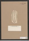 Navicula sp. (de-Toni-Nr.: Genus 1) Zeichnungen Sammlung Grunow Nr. 1333 (NHMW-BOT-W0368263)